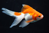 Ryukin Longtail Red White 5 Inch (ID#816Ry7b-3) Free2Day SHIPPING