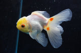 Juvenile Thai Oranda  Lemon Head Red White 4 Inch (ID#418T13b-83) Free2Day SHIPPING