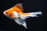 Ryukin Longtail Red White 5 Inch (ID#816Ry7b-3) Free2Day SHIPPING