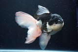 Thai Oranda  Panda 6 Inch (ID#1025To6c-113)