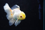 Juvenile Thai Oranda  Lemon Head Red White 4 Inch (ID#418T13b-83) Free2Day SHIPPING