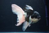 Thai Oranda  Panda 6 Inch (ID#1025To6c-113)