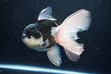 Thai Oranda  Panda 6 Inch (ID#1025To6c-113)