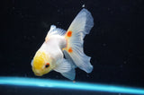 Juvenile Thai Oranda  Lemon Head Red White 4 Inch (ID#418T13b-83) Free2Day SHIPPING