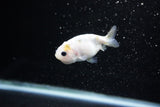 Baby Ranchu  Calico 2.5 Inch (ID#1122R9c-29) Free2Day SHIPPING