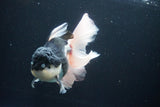 Thai Oranda  Panda 6 Inch (ID#1025To6c-113)