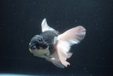 Thai Oranda  Panda 6 Inch (ID#1025To6c-113)