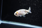 Baby Ranchu  Calico 2.5 Inch (ID#1122R9c-29) Free2Day SHIPPING