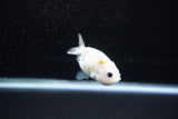 Baby Ranchu  Calico 2.5 Inch (ID#1122R9c-29) Free2Day SHIPPING