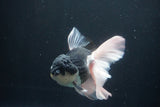 Thai Oranda  Panda 6 Inch (ID#1025To6c-113)