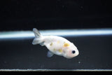 Baby Ranchu  Calico 2.5 Inch (ID#1122R9c-29) Free2Day SHIPPING