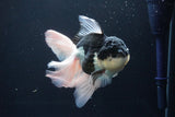 Thai Oranda  Panda 6 Inch (ID#1025To6c-113)