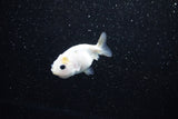 Baby Ranchu  Calico 2.5 Inch (ID#1122R9c-29) Free2Day SHIPPING