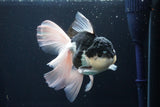 Thai Oranda  Panda 6 Inch (ID#1025To6c-113)