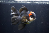 Thai Oranda  Tricolor 5.5 Inch (ID#1025To6c-114)