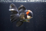 Thai Oranda  Tricolor 5.5 Inch (ID#1025To6c-114)