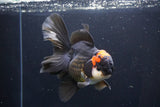 Thai Oranda  Tricolor 5.5 Inch (ID#1025To6c-114)