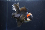 Thai Oranda  Tricolor 5.5 Inch (ID#1025To6c-114)