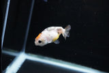 Baby Ranchu  Calico 2 Inch (ID#1122R9c-30) Free2Day SHIPPING