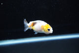 Baby Ranchu  Calico 2 Inch (ID#1122R9c-30) Free2Day SHIPPING