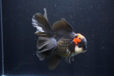 Thai Oranda  Tricolor 5.5 Inch (ID#1025To6c-114)