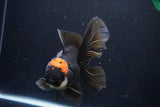 Thai Oranda  Tricolor 5.5 Inch (ID#1025To6c-114)