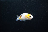 Baby Ranchu  Calico 2 Inch (ID#1122R9c-30) Free2Day SHIPPING