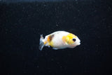 Baby Ranchu  Calico 2 Inch (ID#1122R9c-30) Free2Day SHIPPING