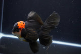 Thai Oranda  Tricolor 5.5 Inch (ID#1025To6c-114)