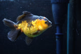 Juvenile Thai Oranda  Red Black 3.5 Inch (ID#418T13b-85) Free2Day SHIPPING