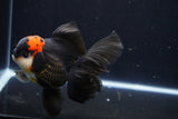 Thai Oranda  Tricolor 5.5 Inch (ID#1025To6c-114)