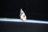 Baby Ranchu  Calico 2.5 Inch (ID#1122R9c-31) Free2Day SHIPPING