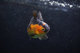 Juvenile Thai Oranda  Red Black 3.5 Inch (ID#418T13b-85) Free2Day SHIPPING