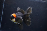 Thai Oranda  Tricolor 5.5 Inch (ID#1025To6c-114)