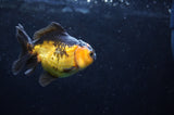 Juvenile Thai Oranda  Red Black 3.5 Inch (ID#418T13b-85) Free2Day SHIPPING