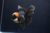 Thai Oranda  Tricolor 5.5 Inch (ID#1025To6c-114)