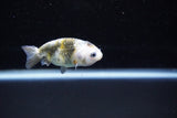 Baby Ranchu  Calico 2.5 Inch (ID#1122R9c-31) Free2Day SHIPPING