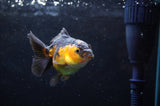Juvenile Thai Oranda  Red Black 3.5 Inch (ID#418T13b-85) Free2Day SHIPPING