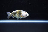 Baby Ranchu  Calico 2.5 Inch (ID#1122R9c-31) Free2Day SHIPPING