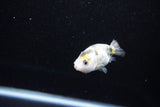 Baby Ranchu  Calico 2.5 Inch (ID#1122R9c-31) Free2Day SHIPPING