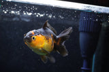 Juvenile Thai Oranda  Red Black 3.5 Inch (ID#418T13b-85) Free2Day SHIPPING