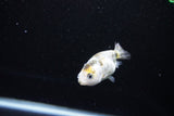 Baby Ranchu  Calico 2.5 Inch (ID#1122R9c-31) Free2Day SHIPPING