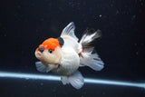 Thai Oranda  Tricolor 5 Inch (ID#1025To6c-115)