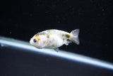 Baby Ranchu  Calico 2.5 Inch (ID#1122R9c-31) Free2Day SHIPPING