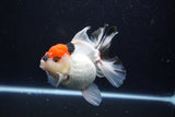 Thai Oranda  Tricolor 5 Inch (ID#1025To6c-115)