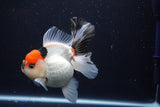 Thai Oranda  Tricolor 5 Inch (ID#1025To6c-115)