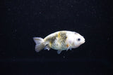 Baby Ranchu  Calico 2.5 Inch (ID#1122R9c-31) Free2Day SHIPPING