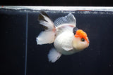 Thai Oranda  Tricolor 5 Inch (ID#1025To6c-115)