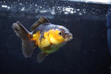 Juvenile Thai Oranda  Red Black 3.5 Inch (ID#418T13b-85) Free2Day SHIPPING
