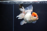 Thai Oranda  Tricolor 5 Inch (ID#1025To6c-115)